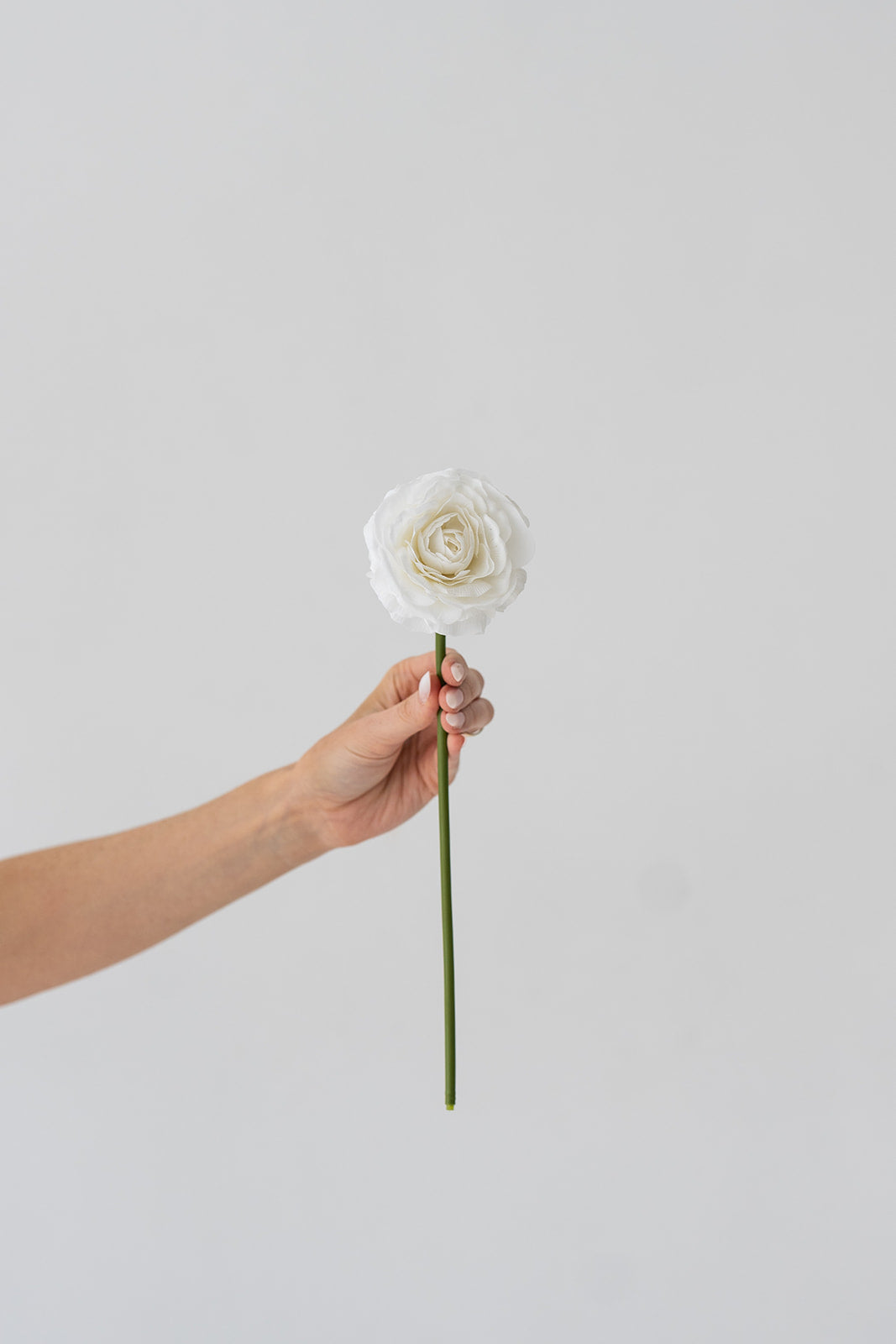White Ranunculus (Real Touch)