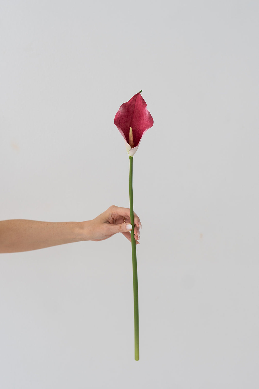 Calla Lily - Pink (Real Touch)