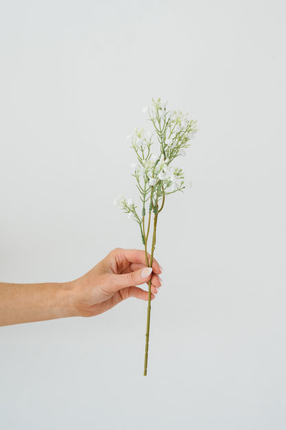 Baby's Breath Stem (pack of 5)