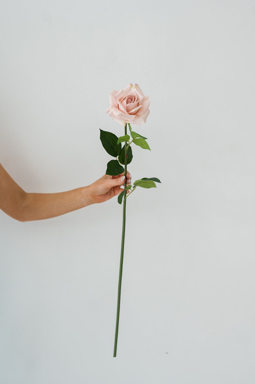 Blush Pink Rose (Real Touch)